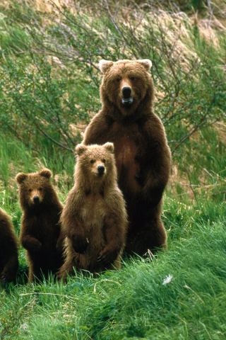 Das Cub Scouts Brown Bears Wallpaper 320x480