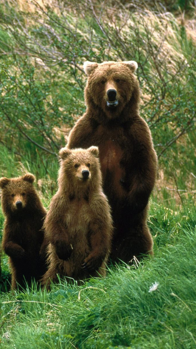 Fondo de pantalla Cub Scouts Brown Bears 640x1136