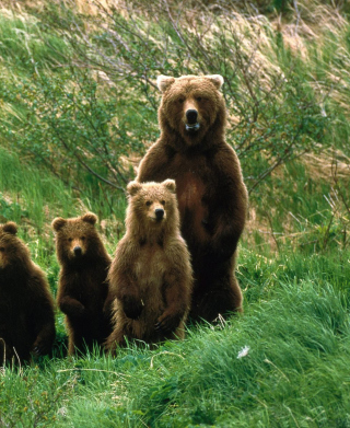 Cub Scouts Brown Bears - Obrázkek zdarma pro Nokia 5233