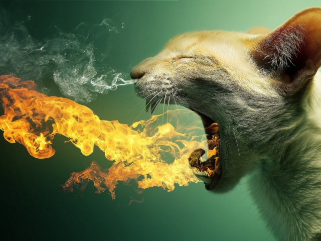 Das Flaming Cat Wallpaper 640x480