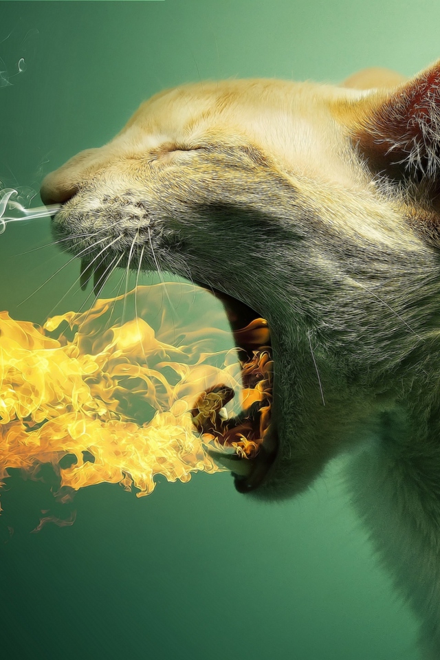 Das Flaming Cat Wallpaper 640x960