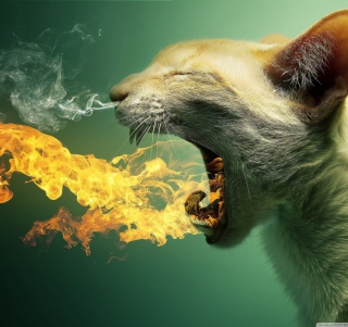 Flaming Cat sfondi gratuiti per iPad mini 2