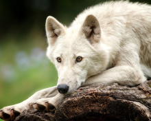 Fondo de pantalla Arctic wolf 220x176