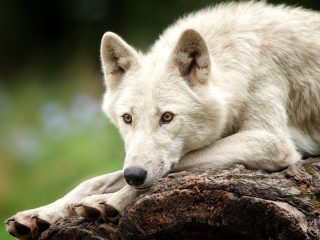 Fondo de pantalla Arctic wolf 320x240