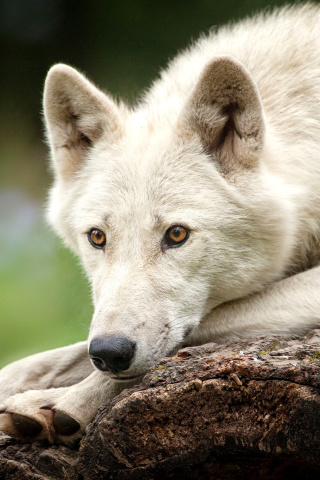 Fondo de pantalla Arctic wolf 320x480