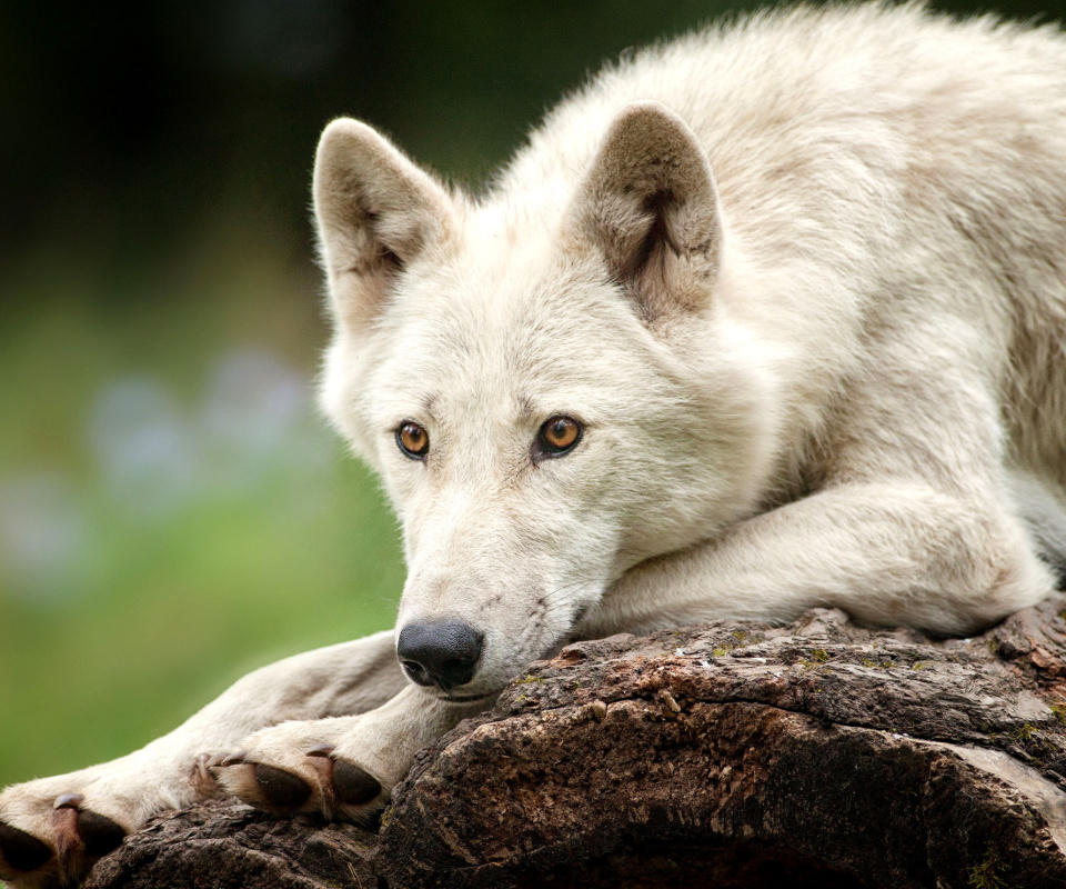 Arctic wolf wallpaper 960x800