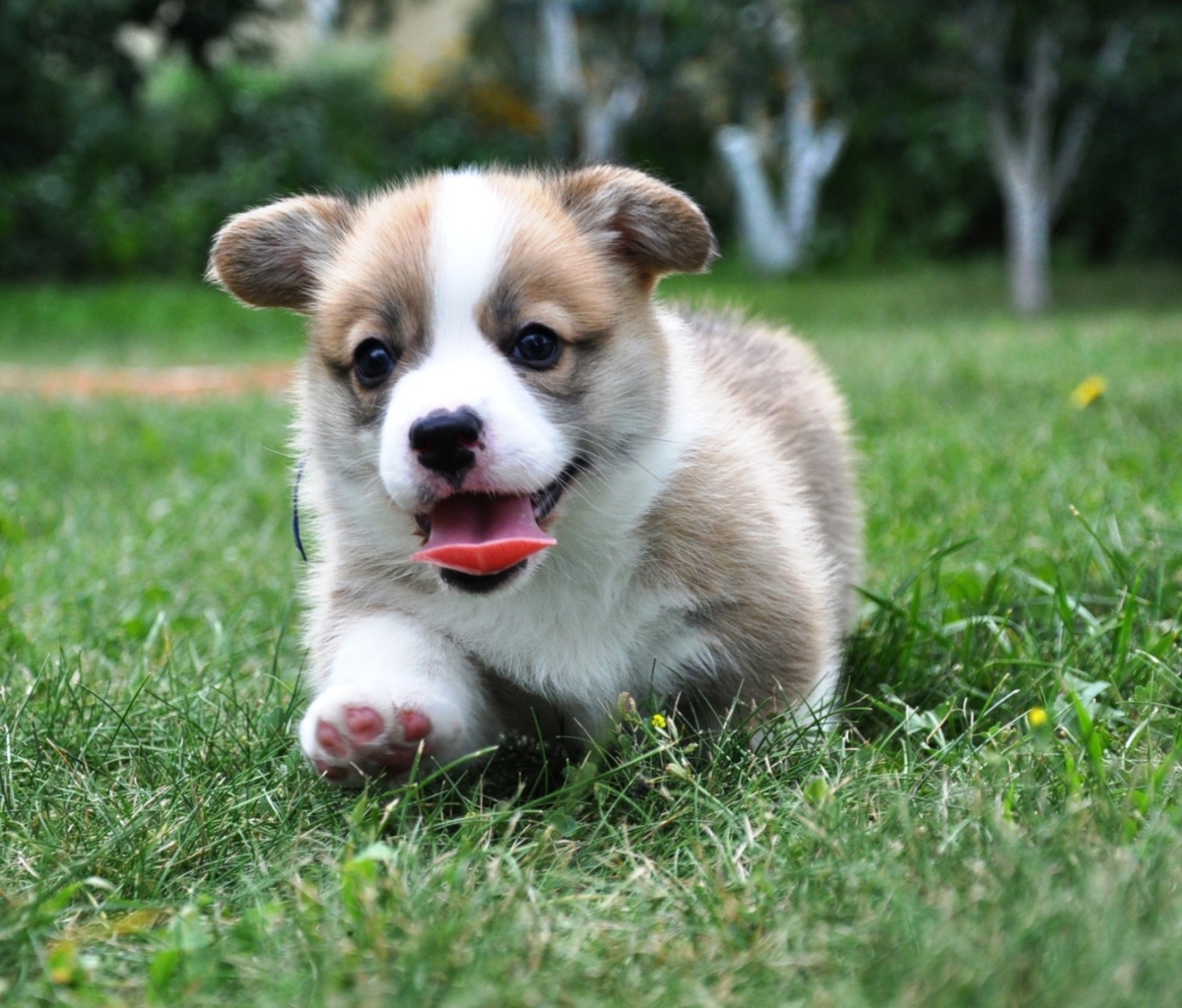 Sfondi Pembroke Welsh Corgi 1200x1024