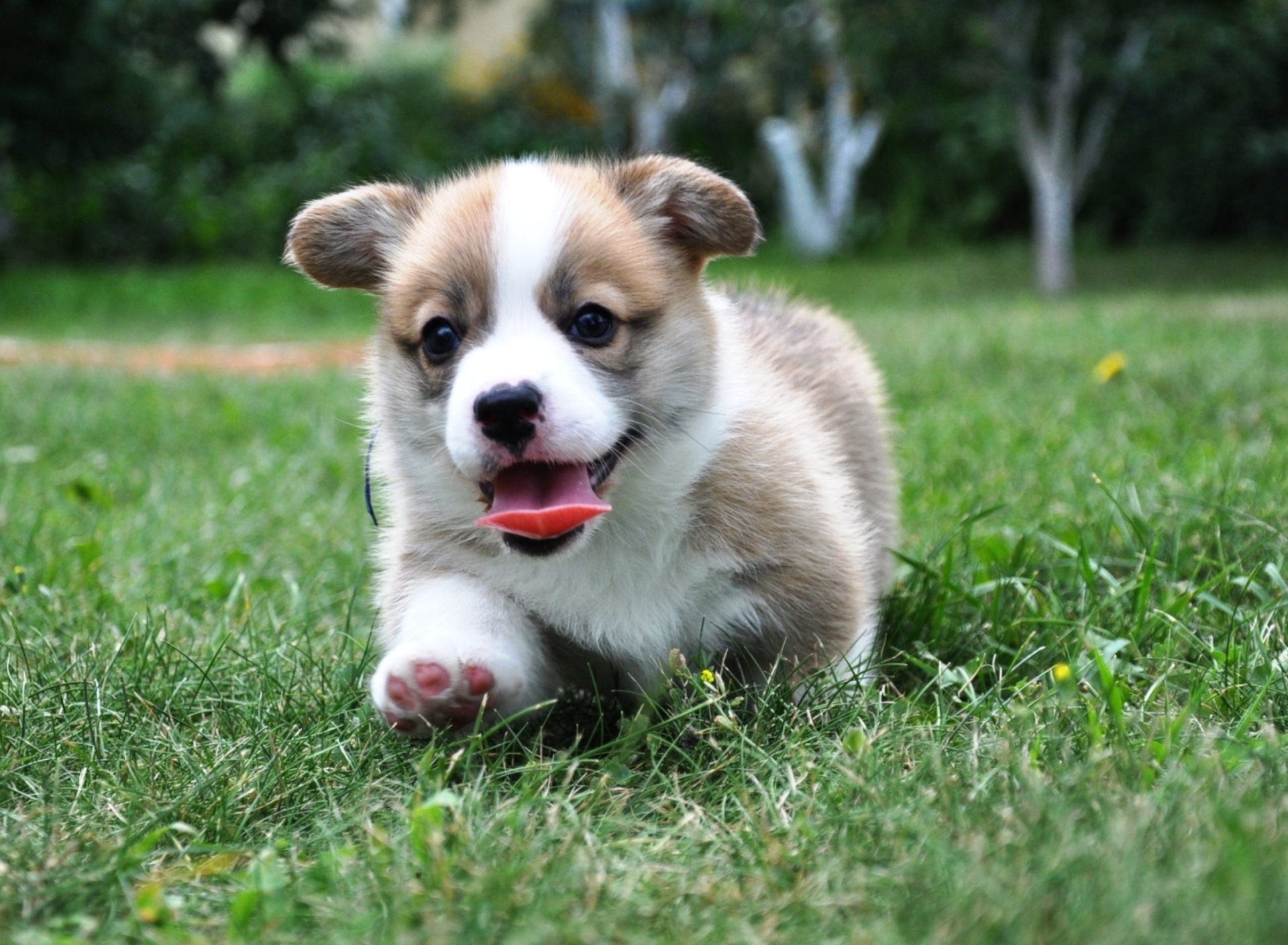 Das Pembroke Welsh Corgi Wallpaper 1920x1408