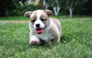 Pembroke Welsh Corgi Picture for Android, iPhone and iPad