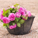 Sfondi Pink Garden Roses In Basket 128x128
