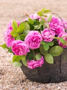 Обои Pink Garden Roses In Basket 132x176