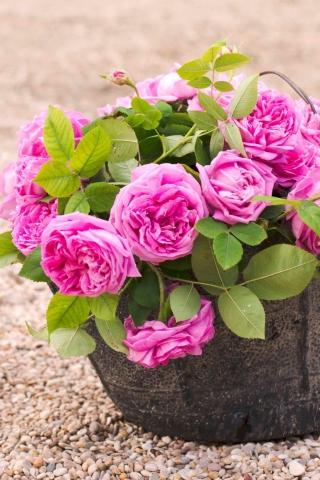 Sfondi Pink Garden Roses In Basket 320x480