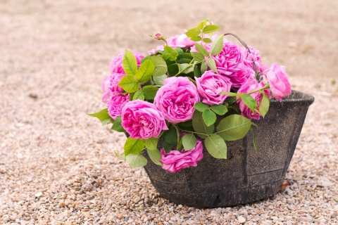 Обои Pink Garden Roses In Basket 480x320