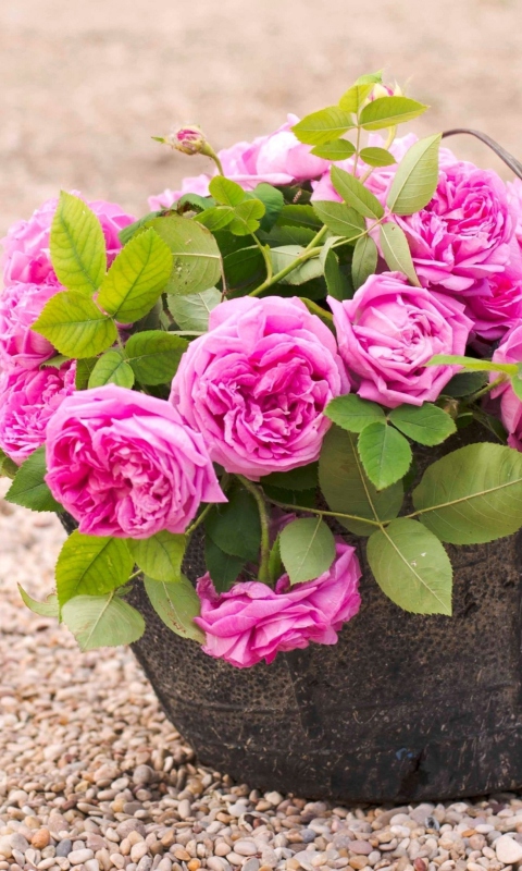 Das Pink Garden Roses In Basket Wallpaper 480x800