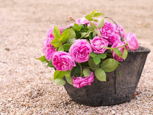 Das Pink Garden Roses In Basket Wallpaper 640x480