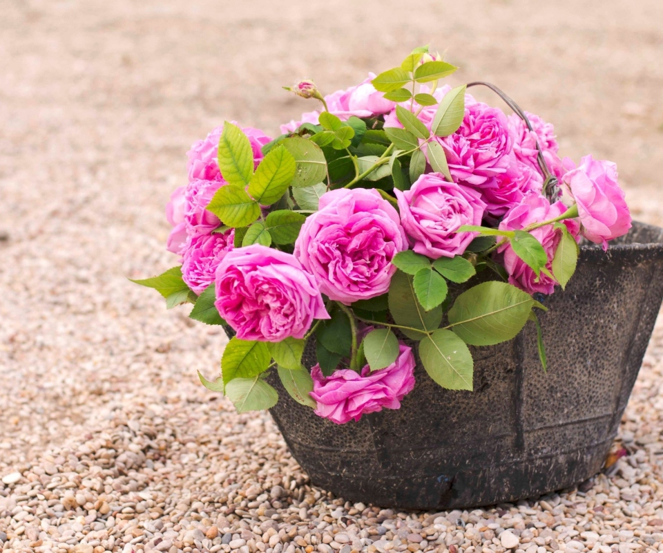 Das Pink Garden Roses In Basket Wallpaper 960x800