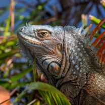 Fondo de pantalla Iguana Lizard 208x208