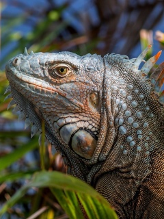 Das Iguana Lizard Wallpaper 240x320