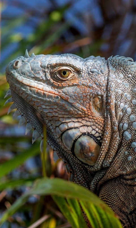 Iguana Lizard wallpaper 480x800