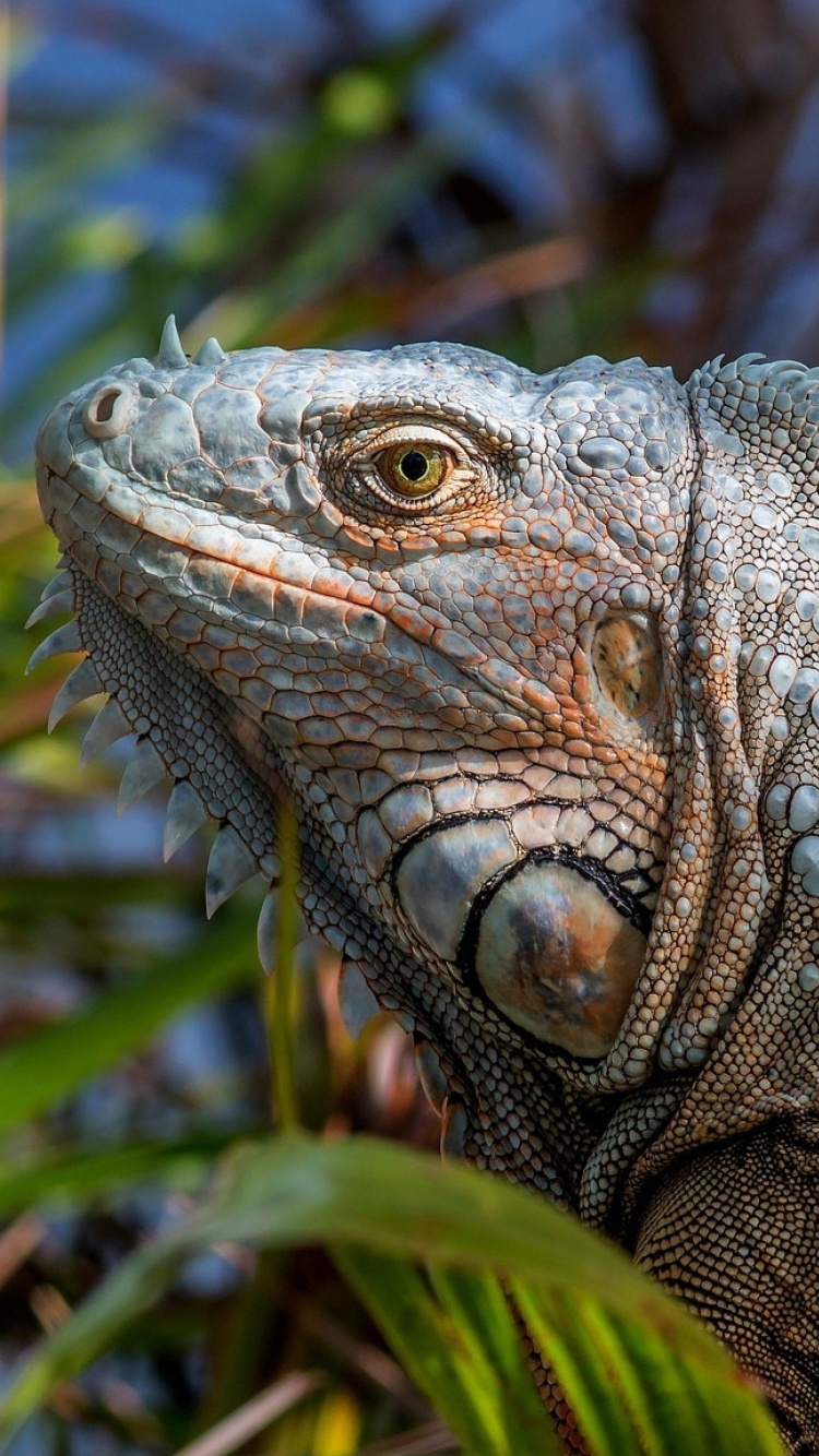 Sfondi Iguana Lizard 750x1334