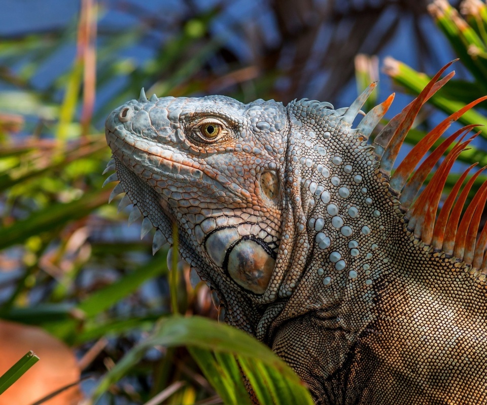 Обои Iguana Lizard 960x800