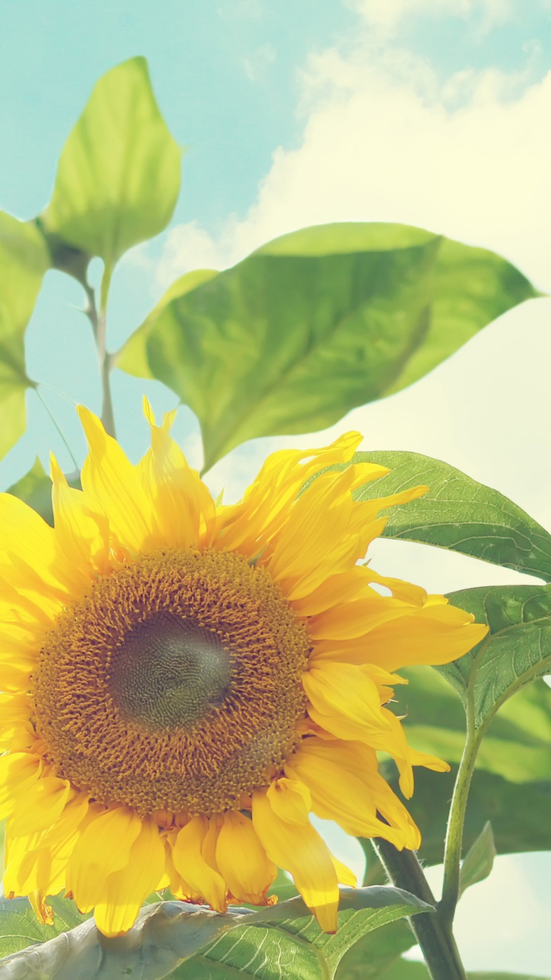 Sunflower wallpaper 1080x1920