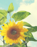 Fondo de pantalla Sunflower 128x160