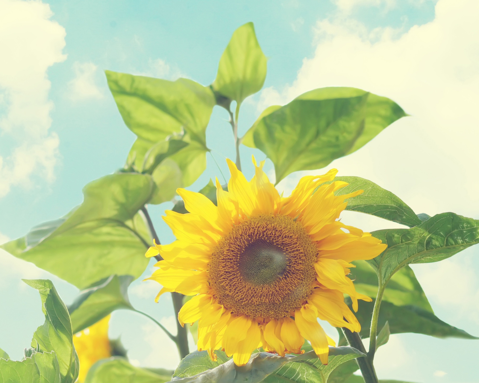 Sunflower screenshot #1 1600x1280