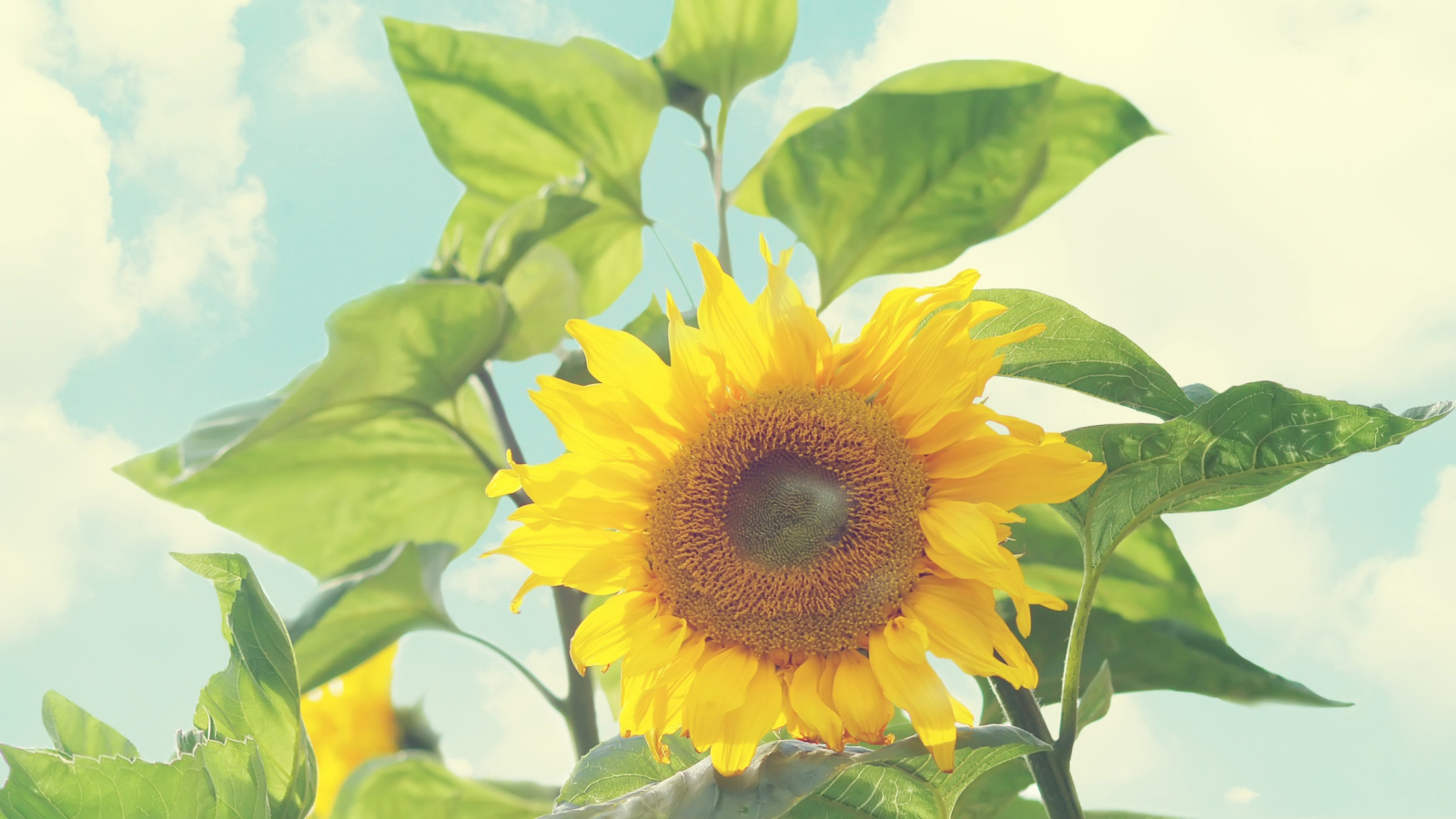 Sunflower screenshot #1 1600x900