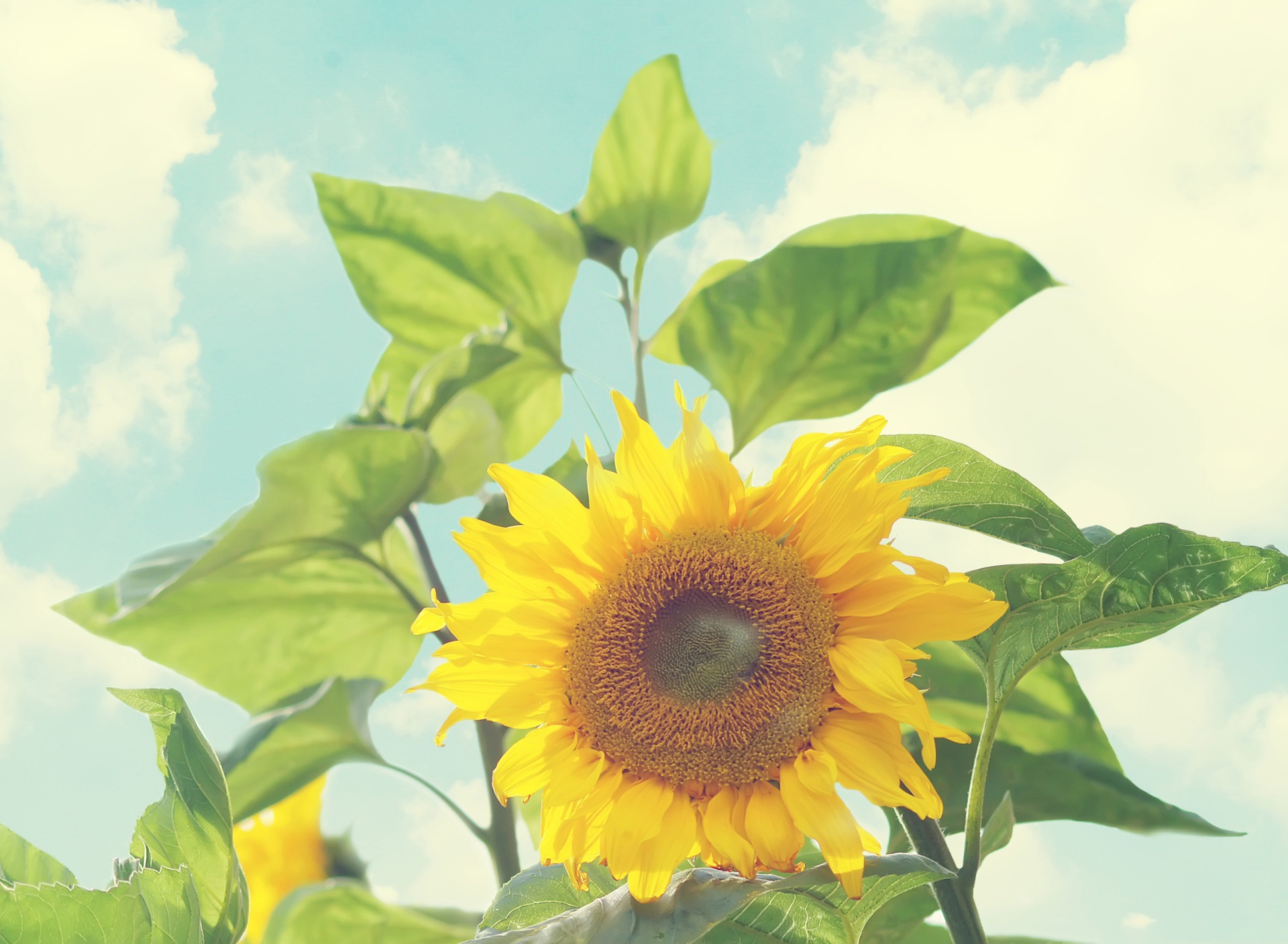 Fondo de pantalla Sunflower 1920x1408