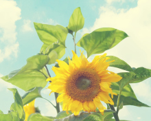 Das Sunflower Wallpaper 220x176