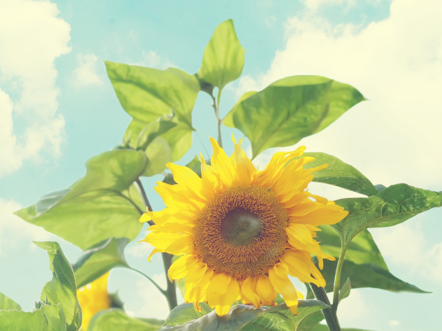 Das Sunflower Wallpaper 640x480