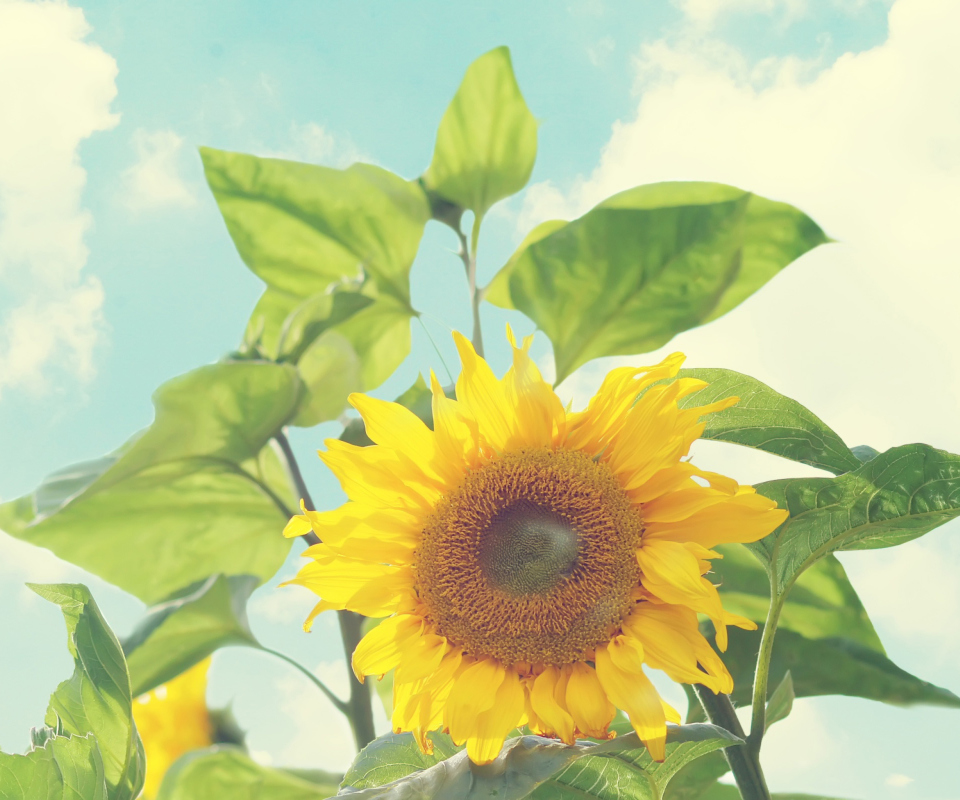 Sunflower screenshot #1 960x800