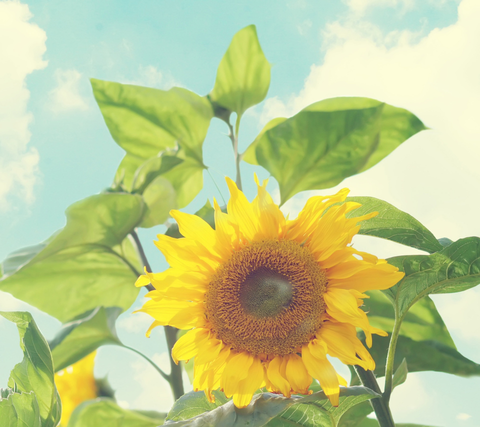 Fondo de pantalla Sunflower 960x854