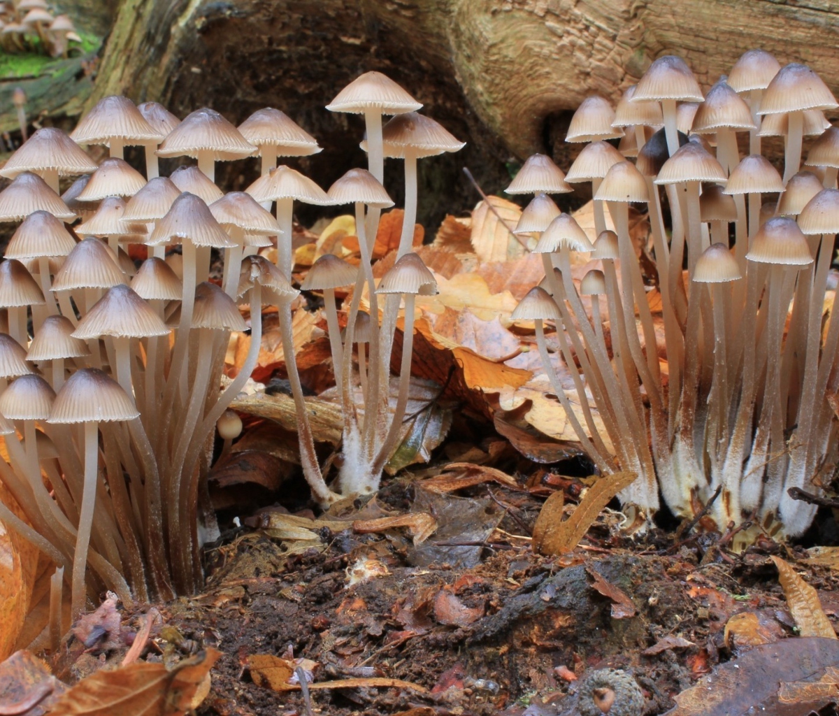 Screenshot №1 pro téma Fungi Mushrooms 1200x1024