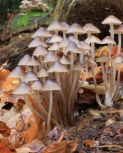 Das Fungi Mushrooms Wallpaper 176x220