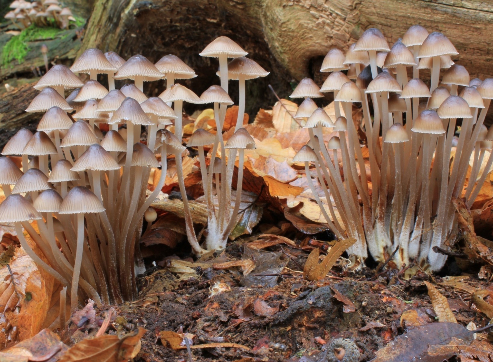 Fondo de pantalla Fungi Mushrooms 1920x1408
