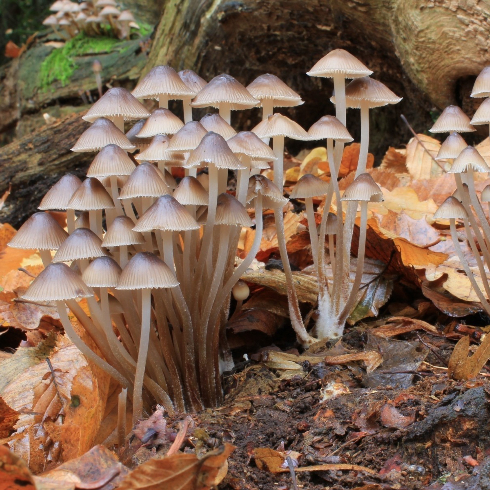 Fungi Mushrooms screenshot #1 2048x2048