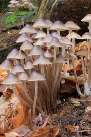 Das Fungi Mushrooms Wallpaper 320x480
