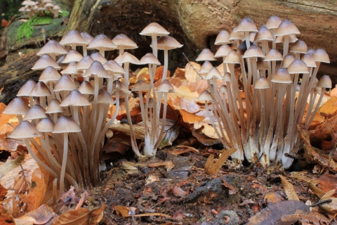 Das Fungi Mushrooms Wallpaper 480x320