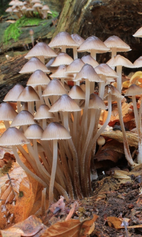 Обои Fungi Mushrooms 480x800