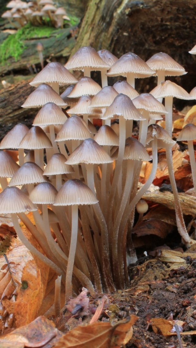 Обои Fungi Mushrooms 640x1136