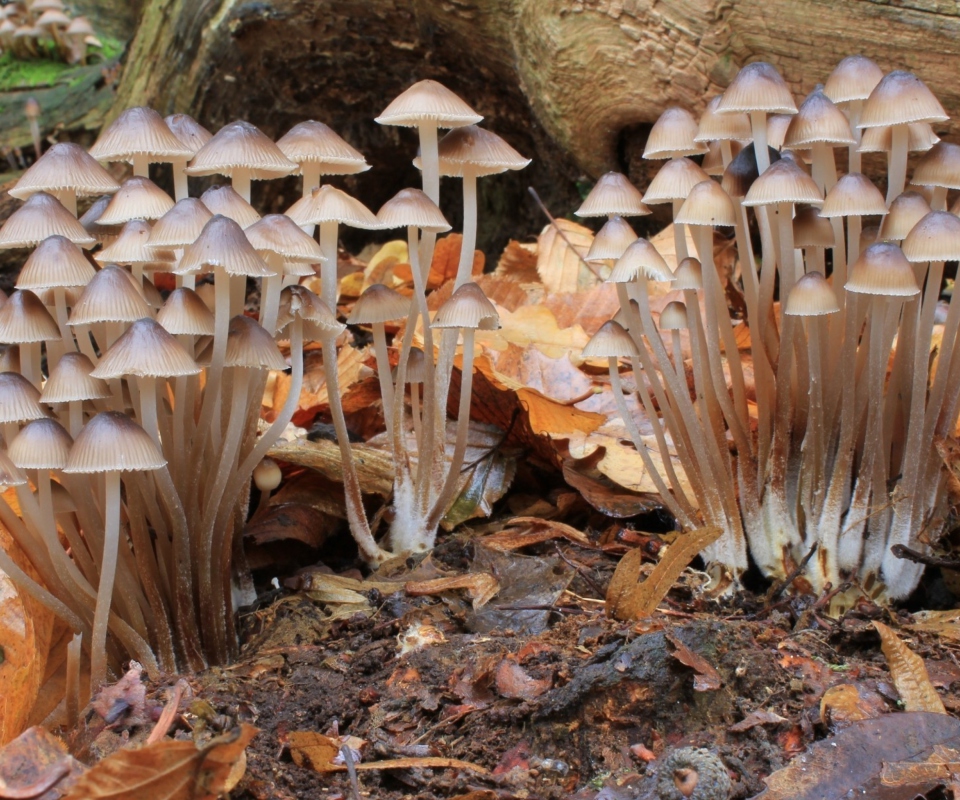 Обои Fungi Mushrooms 960x800