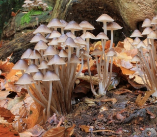 Kostenloses Fungi Mushrooms Wallpaper für iPad