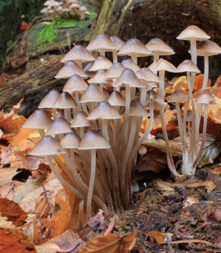 Fungi Mushrooms - Obrázkek zdarma pro 360x640