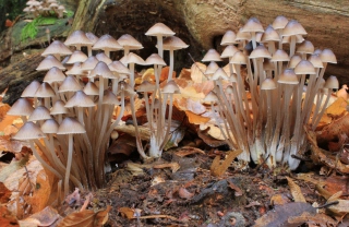 Fungi Mushrooms - Obrázkek zdarma pro 1366x768