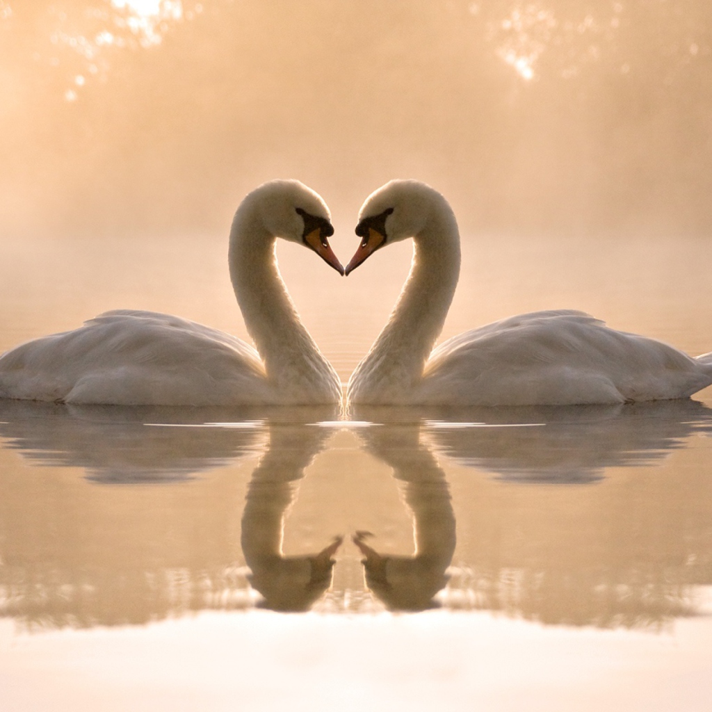 Обои Two Swans 1024x1024