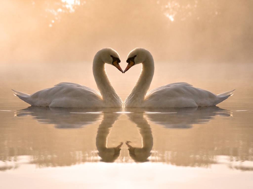 Two Swans wallpaper 1024x768
