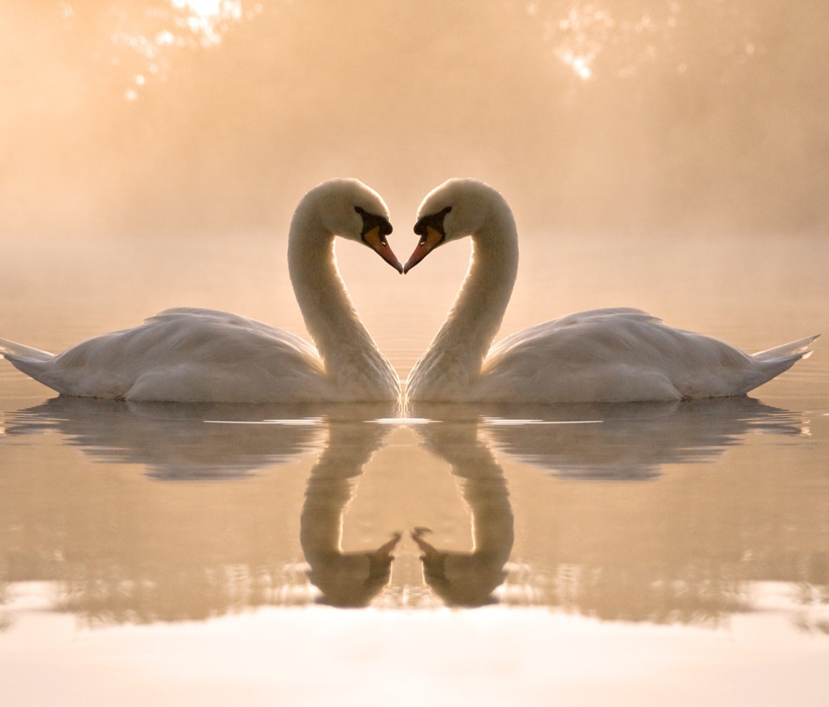 Обои Two Swans 1200x1024
