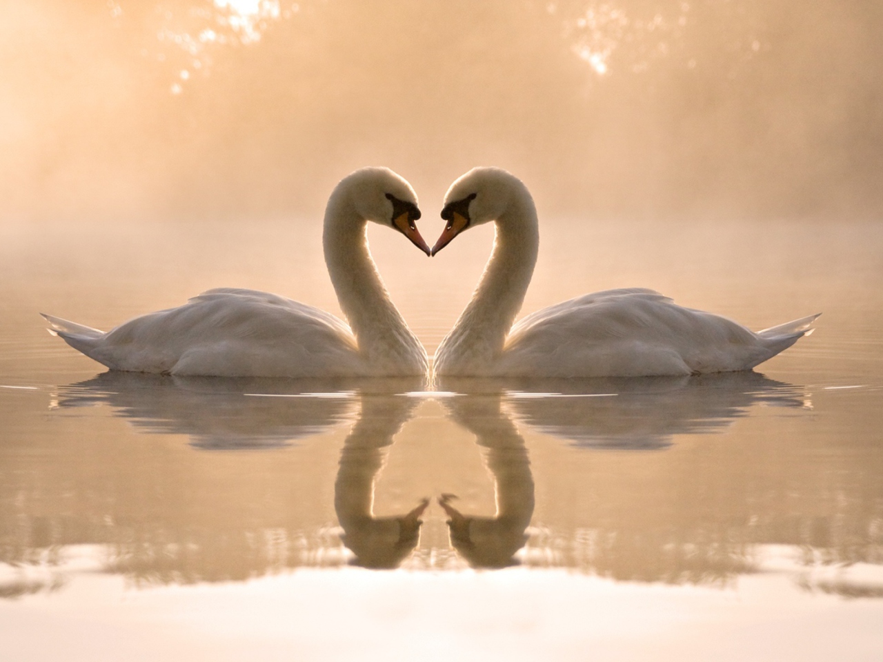 Two Swans wallpaper 1280x960
